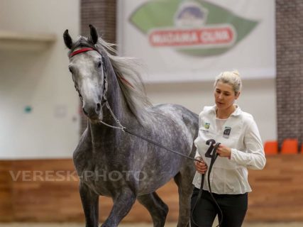 Результаты II Чемпионата России среди лошадей орловской рысистой породы
