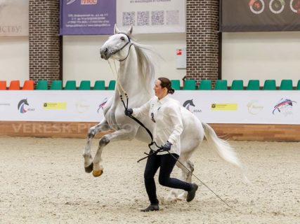 Результаты II Чемпионата России среди лошадей орловской рысистой породы