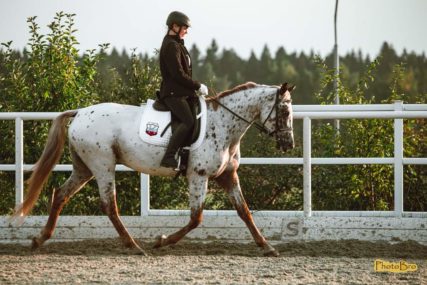Что было на КОННОЙ ПАЛИТРЕ?