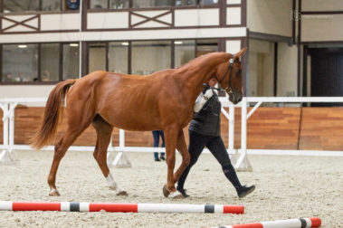 Фото Елены Вондерби (Mover Class)