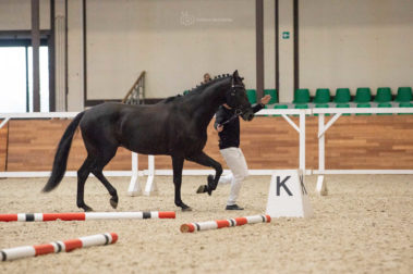 Фото Елены Вондерби (Mover Class)