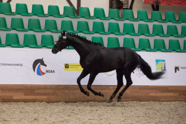 Фото Елены Вондерби (Mover Class)