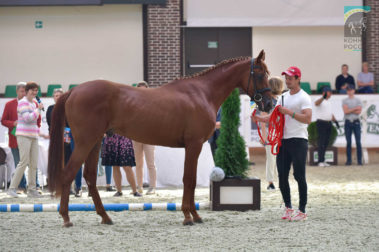 «Конная Россия 2019» Дни спортивного коннозаводства