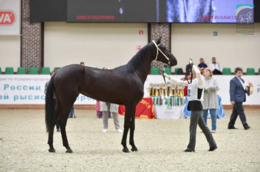 «Конная Россия 2019» Чемпионат России среди лошадей орловской рысистой породы