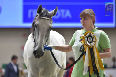 «Конная Россия 2019» Чемпионат России среди лошадей орловской рысистой породы