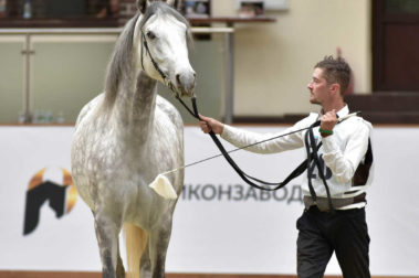 «Конная Россия 2019» Чемпионат России среди лошадей орловской рысистой породы