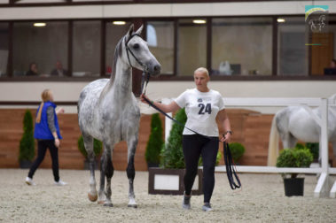 «Конная Россия 2019» Чемпионат России среди лошадей орловской рысистой породы