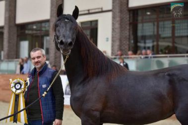 «Конная Россия 2019» Чемпионат России среди лошадей орловской рысистой породы
