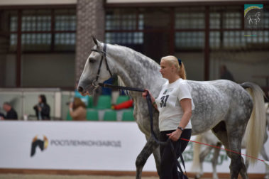 «Конная Россия 2019» Чемпионат России среди лошадей орловской рысистой породы