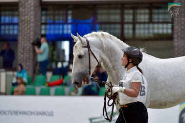 «Конная Россия 2019» Чемпионат России среди лошадей орловской рысистой породы