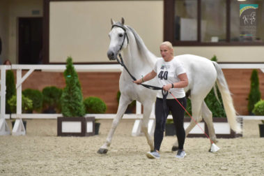 «Конная Россия 2019» Чемпионат России среди лошадей орловской рысистой породы