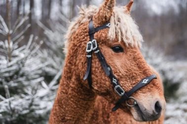 7-я МЕЖДУНАРОДНАЯ ВЫСТАВКА «КОННАЯ РОССИЯ» СОСТОИТСЯ 14-16 ОКТЯБРЯ 2022 года!