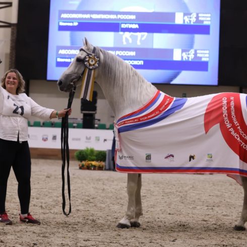 Лошади Московского конного завода №1 стали абсолютными чемпионами на IV Чемпионате России среди лошадей орловской рысистой породы в рамках 8-й Международной выставки «Конная Россия»!