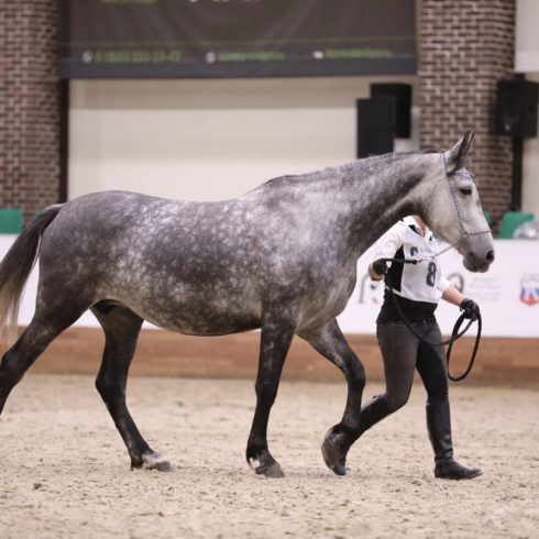 Лошади Московского конного завода №1 стали абсолютными чемпионами на IV Чемпионате России среди лошадей орловской рысистой породы в рамках 8-й Международной выставки «Конная Россия»!