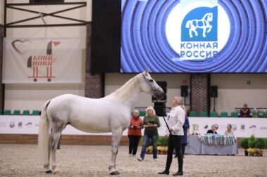 "Конная Россия-2023". IV Чемпионат России среди лошадей орловской рысистой породы.