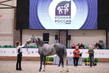 "Конная Россия-2023". IV Чемпионат России среди лошадей орловской рысистой породы.