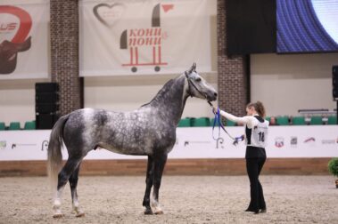 "Конная Россия-2023". IV Чемпионат России среди лошадей орловской рысистой породы.