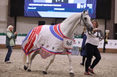 "Конная Россия-2023". IV Чемпионат России среди лошадей орловской рысистой породы.
