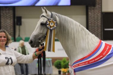 "Конная Россия-2023". IV Чемпионат России среди лошадей орловской рысистой породы.
